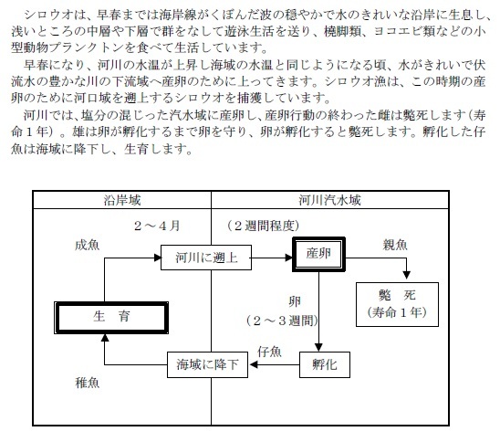 シロウオの生活史の画像