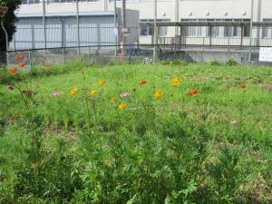 コスモスの花